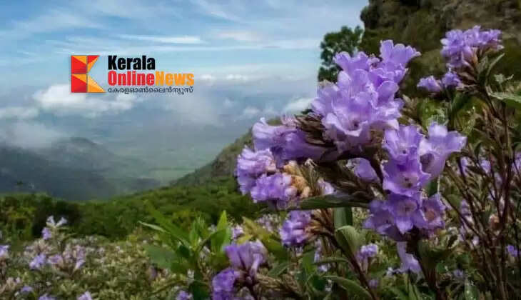 A rare sight of nature: Neelakurinji blossoms in Munnar
