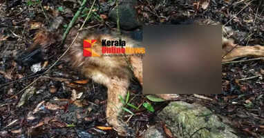 Pet dog killed by unknown creature in Tholambra: Locals fear tiger