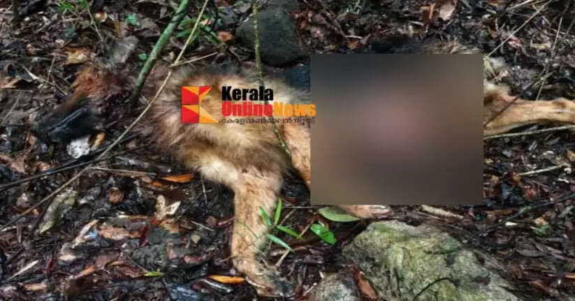 Pet dog killed by unknown creature in Tholambra: Locals fear tiger