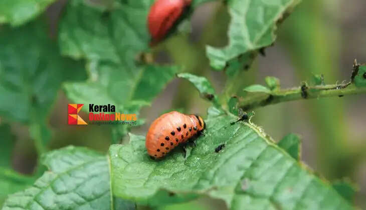 Pay attention to these things in kitchen farming... Pests will not come to the area.