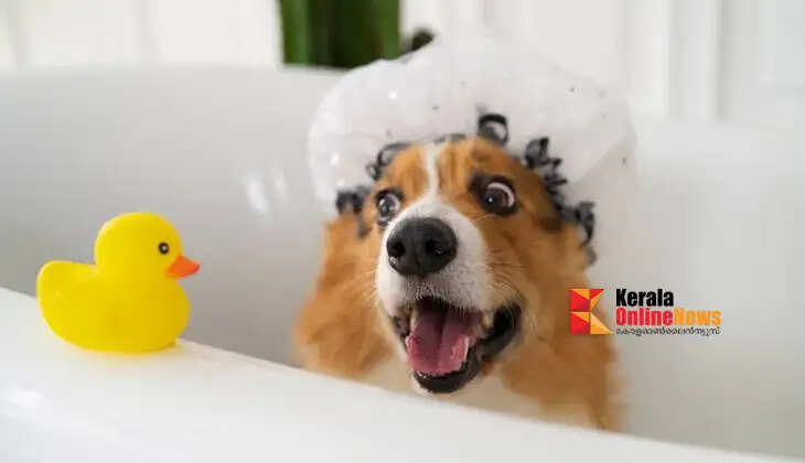 Keep these things in mind when bathing dogs.