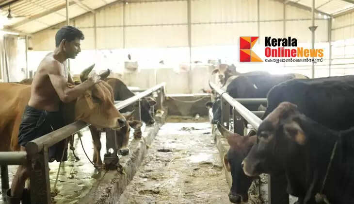 The cows in the cowshed pour milk for Ayyappa.