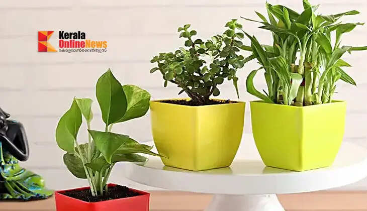 The jade plant