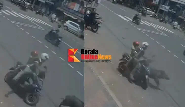 A wild boar running wild in Kambil Town hit a young man and a child who were riding a scooter