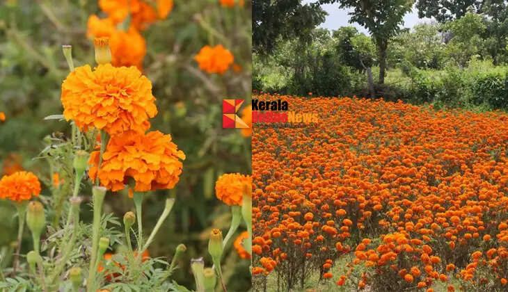 If you plant now, flowers are guaranteed for Onam; It's time to cultivate chendumari