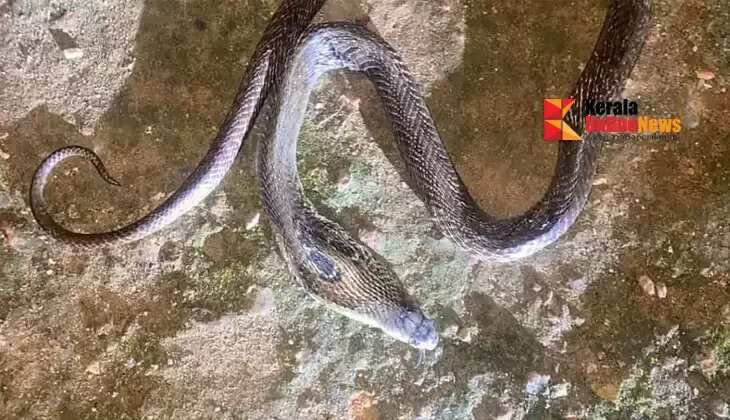 Toddler dies of snakebite while playing in backyard in Manjeri