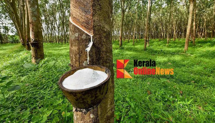 Domestic rubber prices hit record high; Rs 269 per kilogram