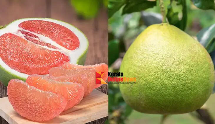 Maintain youth and reduce weight; You can reap income by cultivating the beneficial Babloos lemon tree