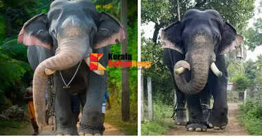 Ayyappan, the horned idol of Erattupetta, has fallen in Kottayam.