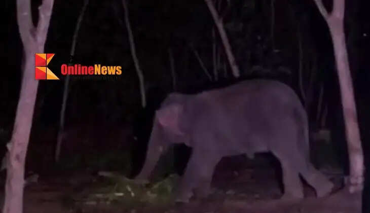 Man dies after being gored by elephant while feeding cattle in Thiruvananthapuram