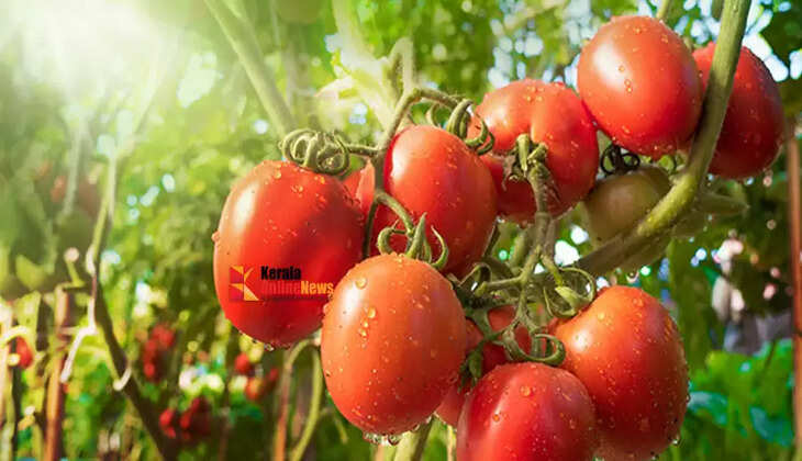 tomato