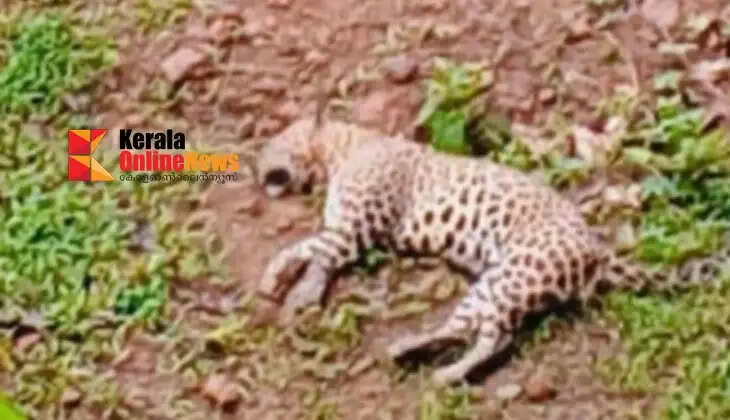 A leopard was found dead in a rubber plantation at Panathur, Kanhangad.