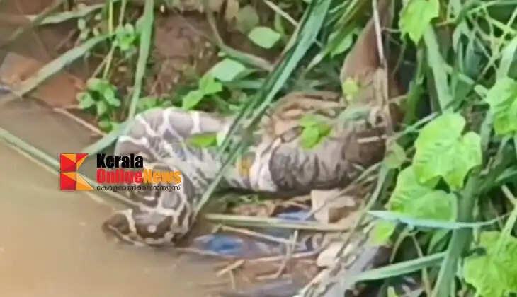 A snare around its neck proved troublesome; a python retreated, unable to swallow a fox&mdash;incident reported in Kannur
