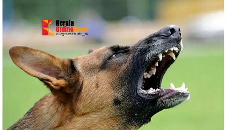  young man seriously injured after being bitten by domestic dogs