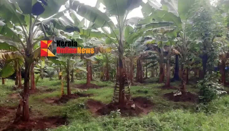 Palakkad VAZHA