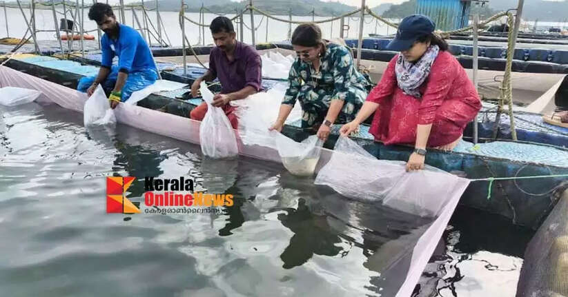 Cage culture of indigenous fish in Banasura Sagar water body wayanad