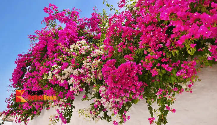 bougainvillea 