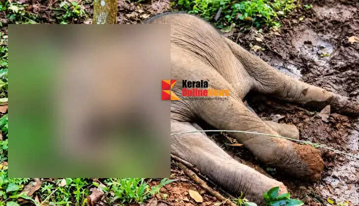 A wild elephant calf died of electrocution in a rubber plantation in Kothamangalam