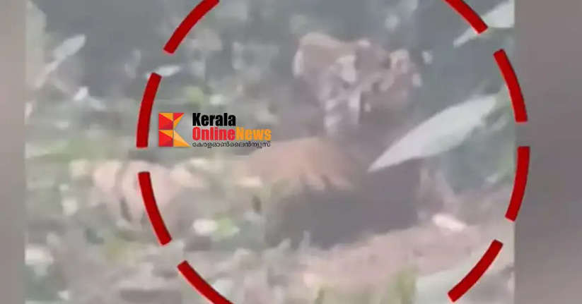 A tiger trapped in a farm in Kannur Kotiyur was drugged