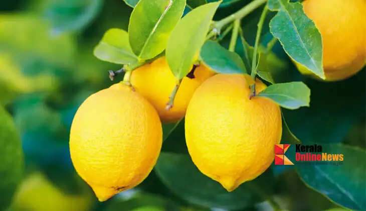 lemon
