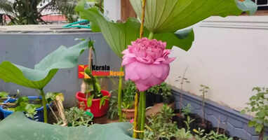 Thousand petal lotus blooms in&nbsp;taliparamba kadamberi