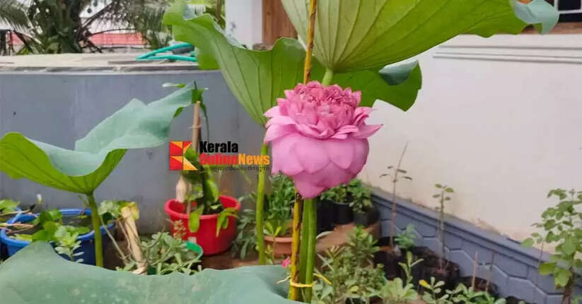 Thousand petal lotus blooms in&nbsp;taliparamba kadamberi