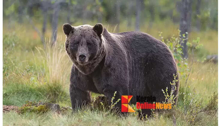 bear