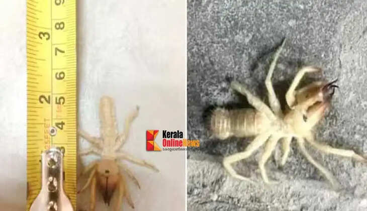 spider