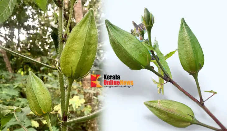Musk melon has many benefits that can be grown at home.