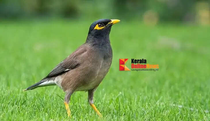 Do you feel sad when you see a single myna?