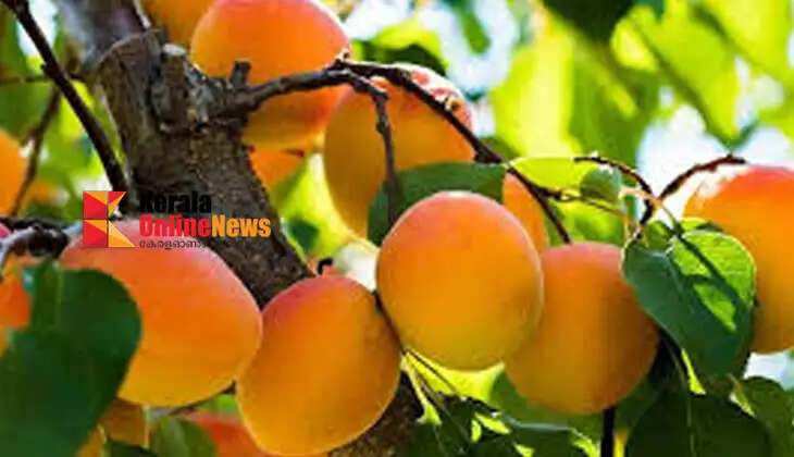 apricots