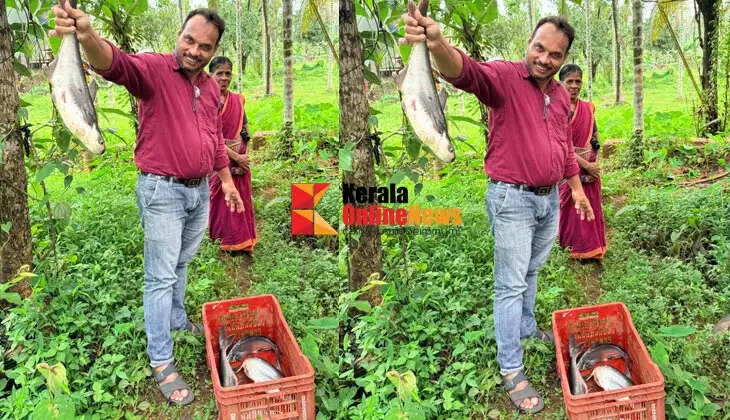 Monsoon fish abundance in Kannur; Fish farming harvest done in hundreds of ways