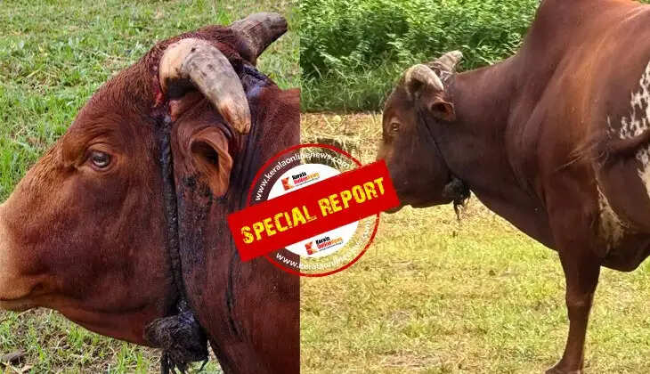 Taliparamba buffalo