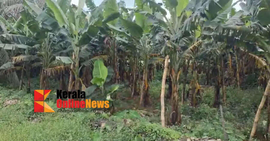 Farmers hit by monsoon; Waterlogging and crop damage in Kaviyoor Panchayat and Thiruvalla Municipality limits
