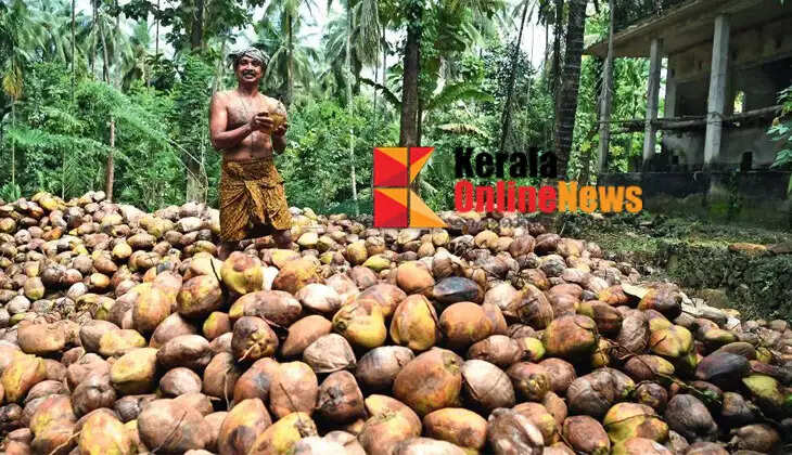 Relief for coconut farmers; Financial assistance for coconut re-cultivation scheme increased