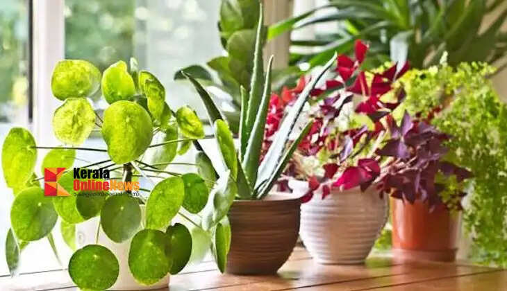 Enhance your home's beauty; indoor plants require care alongside their decorative appeal.