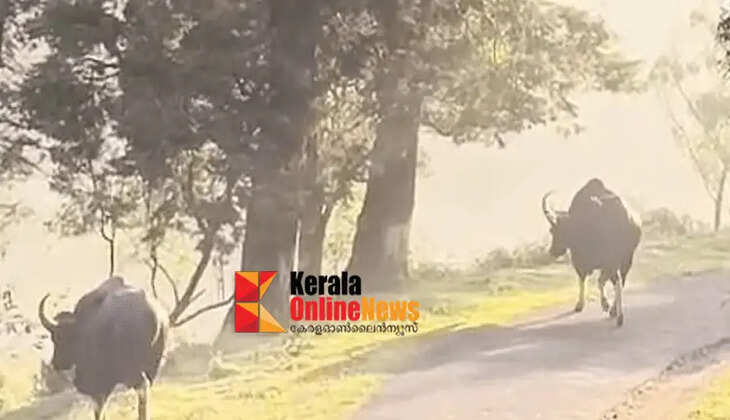 Not only elephants, tigers and leopards, but also wild buffaloes are active; Wild animal trouble is severe in Munnar, workers are in fear