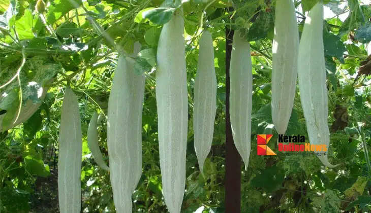 padavam
