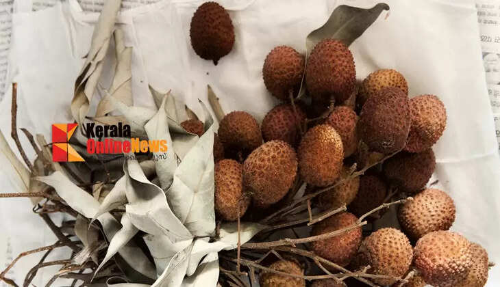 lychee fruit
