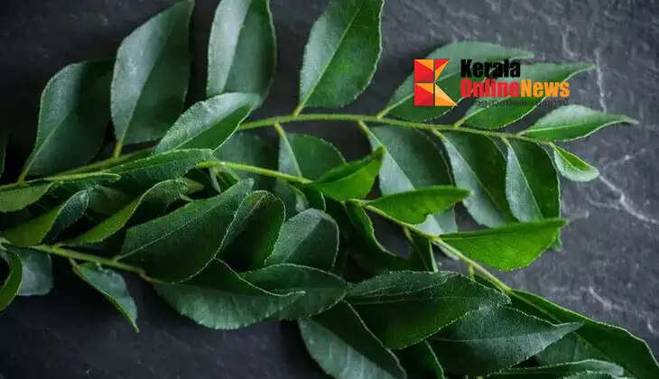Just one curry leaf is enough to reduce fat.