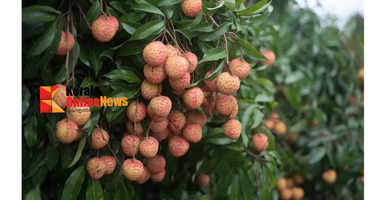 lychee fruit