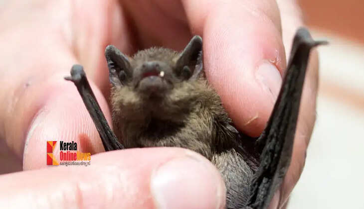 bat