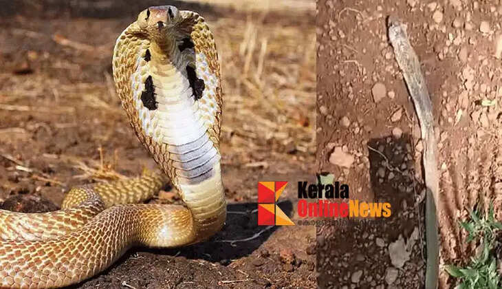 "A cobra died after falling from a tree"; It was found dead in the house's yard