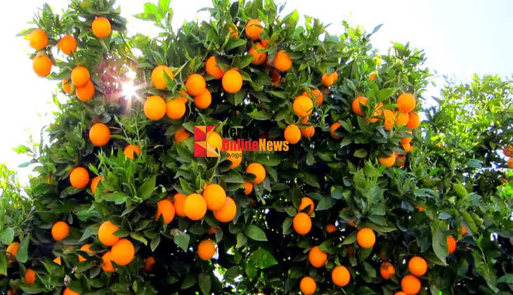 Nelliampathi orange farm