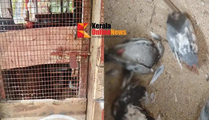 Brutal cruelty to domesticated animals in Kannur's Meenkunnu; A violent gang trespassed into a house and killed a group of domesticated pigeons