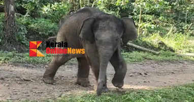 elephant who strayed from the group was taken to Muthanga