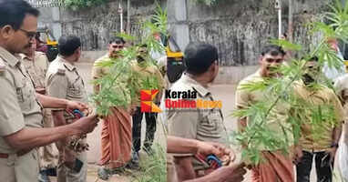Cannabis plant found on Muthari Peedika road in Kannur