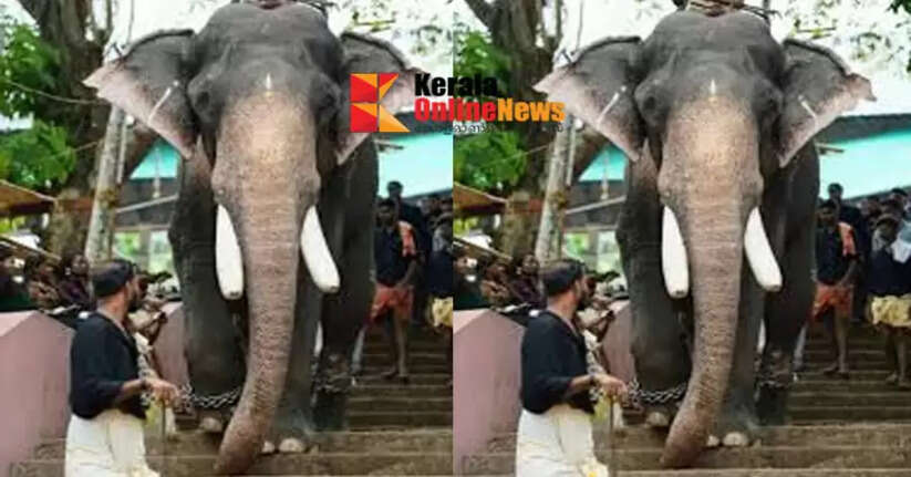 Gopikannan, a nine-time winner of the elephant race, met an unexpected end; He had been in Madappad for about a month and a half