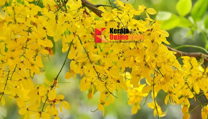 The flower blessed by Lord Krishna: The glory of Kanikonna is known during Vishu.