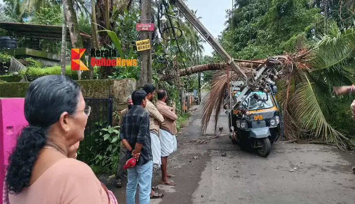 A coconut trunk fell on top of an auto-rickshaw running in Thalassery and the passengers had a miraculous escape